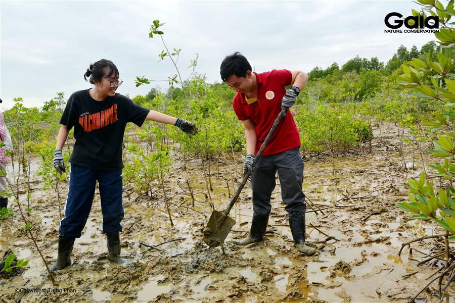 Hào hứng trồng rừng khôi phục hệ sinh thái rừngngập mặn Cần Giờ.