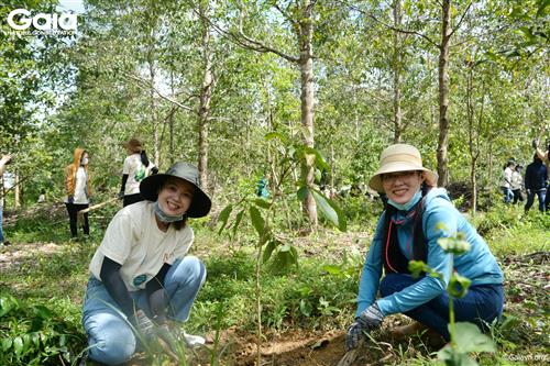 Trồng loài cây gỗ lớn tại rừng Đồng Nai.