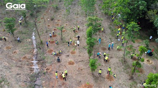 Một cảnh trồng rừng Đồng Nai của Công ty Diageo Việt Nam.