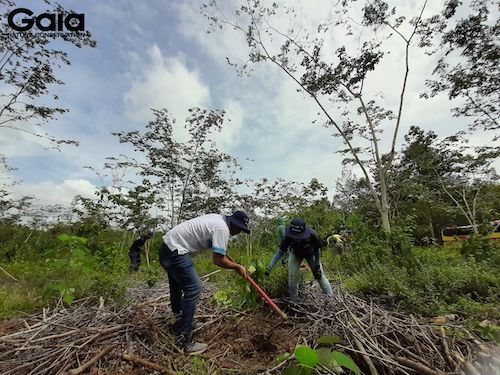 1000 cây gỗ lớn bản địa được BAT trồng tại rừng Đồng Nai hứa hẹn mang đến những giá trị sinh thái to lớn cho khu rừng này.