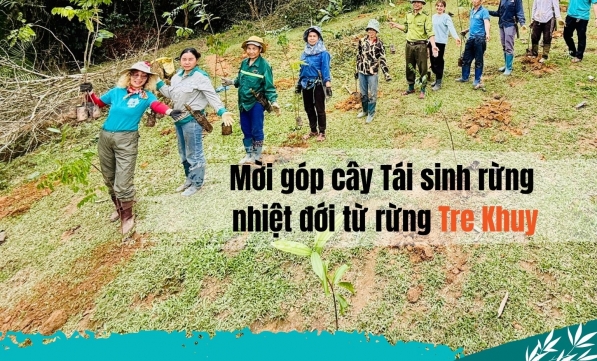 TRỒNG RỪNG XUÂN LIÊN